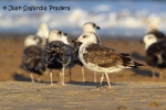 Lesser Black-backed Gull