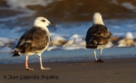 Lesser Black-backed Gull