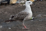 Lesser Black-backed Gull