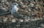 Lesser Black-backed Gull