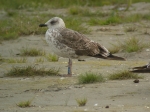 Lesser Black-backed Gull