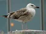 Lesser Black-backed Gull