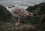 Lesser Black-backed Gull