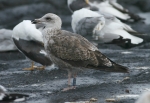 Lesser Black-backed Gull