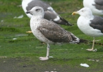 Lesser Black-backed Gull
