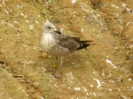 Lesser Black-backed Gull