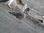 Lesser Black-backed Gull