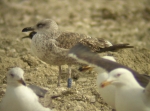 Lesser Black-backed Gull