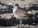 Lesser Black-backed Gull