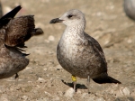 Lesser Black-backed Gull