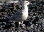 Lesser Black-backed Gull