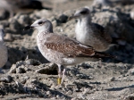 Lesser Black-backed Gull