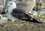Baltic Gull