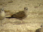 Lesser Black-backed Gull