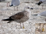 Lesser Black-backed Gull