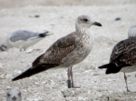 Lesser Black-backed Gull