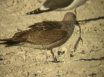 Lesser Black-backed Gull