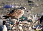 Lesser Black-backed Gull