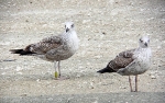 Lesser Black-backed Gull