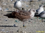 Lesser Black-backed Gull