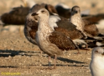 Lesser Black-backed Gull