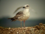 Lesser Black-backed Gull
