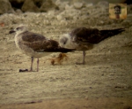 Lesser Black-backed Gull