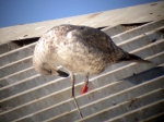 Lesser Black-backed Gull