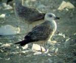 Lesser Black-backed Gull