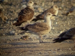 Lesser Black-backed Gull