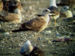 Lesser Black-backed Gull