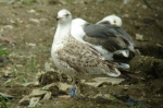 Lesser Black-backed Gull