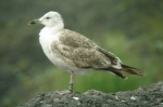 Lesser Black-backed Gull