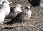Lesser Black-backed Gull