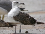 Lesser Black-backed Gull