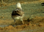 Lesser Black-backed Gull