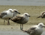 Lesser Black-backed Gull