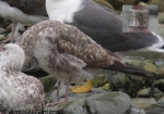 Lesser Black-backed Gull