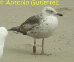 Lesser Black-backed Gull