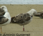 Lesser Black-backed Gull