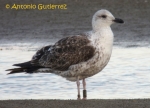 Lesser Black-backed Gull