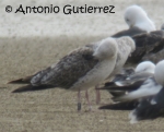 Lesser Black-backed Gull