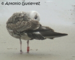 Lesser Black-backed Gull