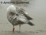 Lesser Black-backed Gull