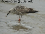 Lesser Black-backed Gull