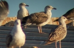 Lesser Black-backed Gull