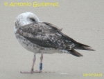 Lesser Black-backed Gull