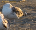 Lesser Black-backed Gull