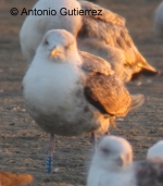 Lesser Black-backed Gull