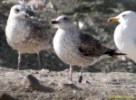 Lesser Black-backed Gull